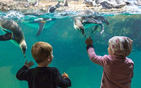 Take the family to Zurich Zoo for free.